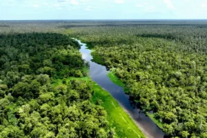 beyond-technical-tweaks-sumatras-civil-society-demands-a-paradigm-shift-in-forestry-law