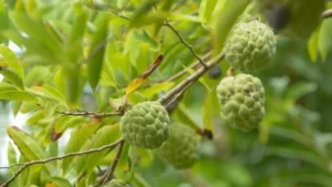 beyond-the-apple-unveiling-the-worlds-healthiest-fruit-according-to-bbc-data