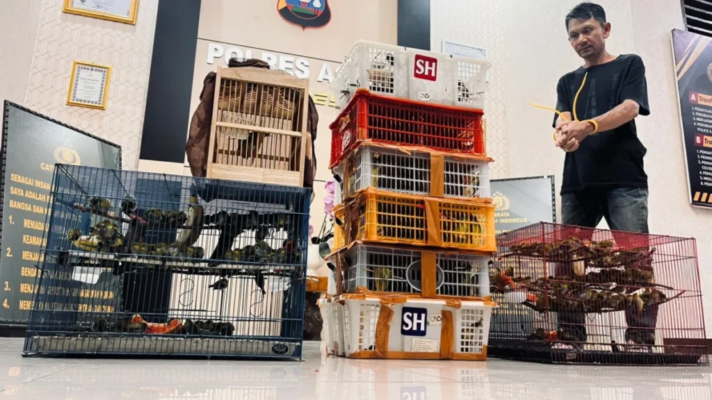 biodiversity-at-the-brink-the-fight-against-the-illicit-songbird-trade-in-sumatra