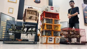biodiversity-at-the-brink-the-fight-against-the-illicit-songbird-trade-in-sumatra