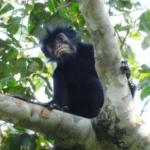 discovery-of-the-likweli-scientists-unveil-new-primate-species-with-orange-lips-and-a-thundering-roar-in-the-congo
