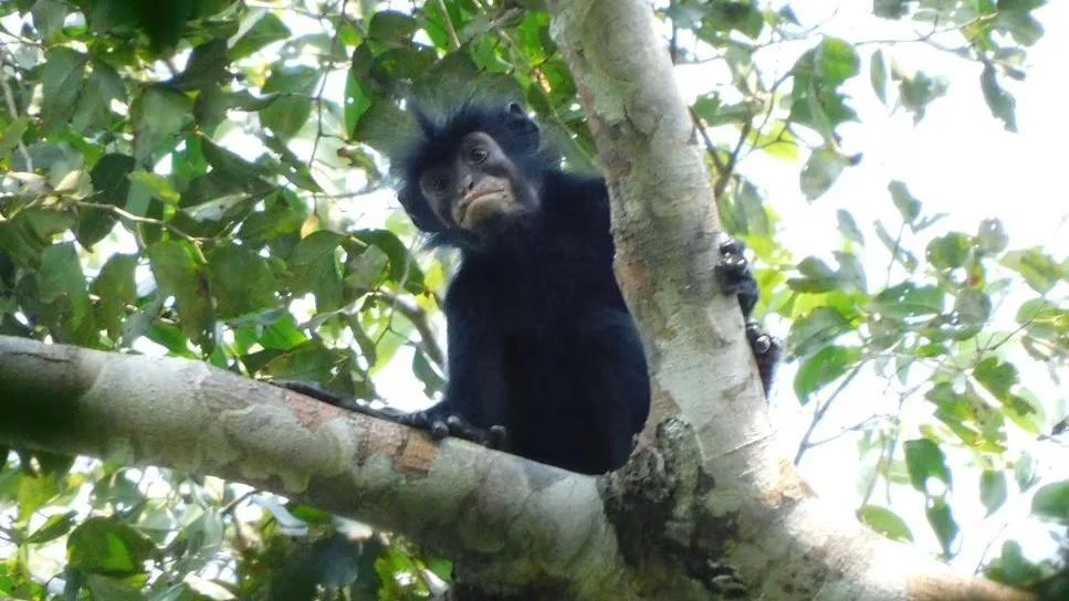 discovery-of-the-likweli-scientists-unveil-new-primate-species-with-orange-lips-and-a-thundering-roar-in-the-congo