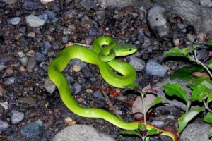 masters-of-camouflage-unveiling-the-secrets-of-trimeresurus-insularis-in-the-forests-of-sumbawa