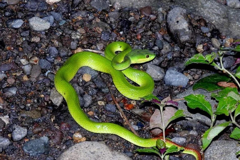 masters-of-camouflage-unveiling-the-secrets-of-trimeresurus-insularis-in-the-forests-of-sumbawa