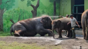 scandal-at-the-zoo-former-surabaya-zoo-chief-charged-in-massive-10-2-billion-corruption-case