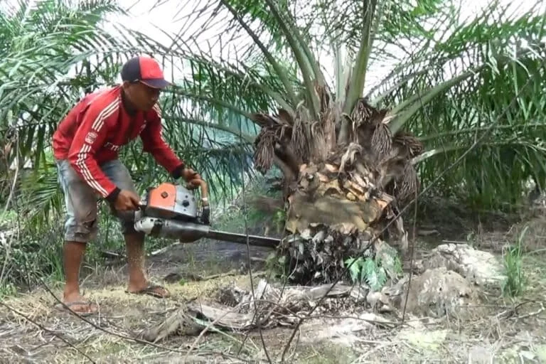 the-b50-paradox-how-indonesias-green-energy-ambitions-threaten-the-future-of-sumatran-biodiversity