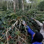 the-bitter-brew-how-climate-change-is-brewing-a-global-crisis-for-coffee