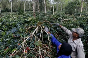the-bitter-brew-how-climate-change-is-brewing-a-global-crisis-for-coffee