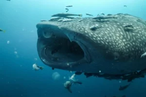 the-gentle-titan-of-the-deep-understanding-and-protecting-the-whale-shark-rhincodon-typus