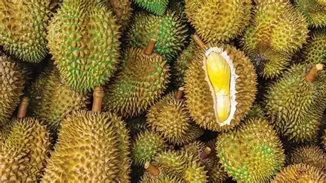 the-golden-harvest-a-deep-dive-into-the-worlds-most-expensive-durian-varieties
