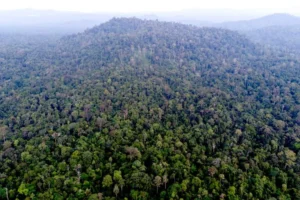 the-last-guardian-of-the-archipelago-unveiling-the-truth-behind-the-sumatran-tiger