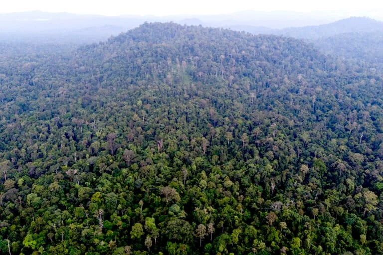 the-last-guardian-of-the-archipelago-unveiling-the-truth-behind-the-sumatran-tiger