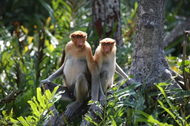 the-long-nosed-guardian-of-the-borneo-wetlands-understanding-the-bekantan