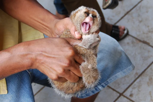 the-paradox-of-the-slow-loris-why-asias-cute-primate-is-a-deadly-evolutionary-marvel