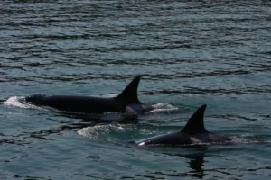 the-silent-mourning-why-the-plight-of-tahlequah-and-the-southern-resident-orcas-remains-a-global-wake-up-call