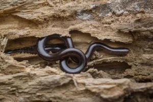 the-solitary-wanderer-decoding-the-mystery-of-the-brahminy-blind-snake
