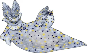 the-tiny-titan-how-a-grain-sized-sea-slug-is-rewriting-marine-biodiversity-records