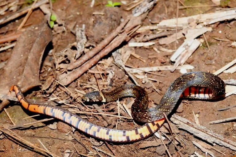 unveiling-the-hidden-serpent-a-rare-encounter-with-the-javanese-mountain-kukri-in-wonosalam