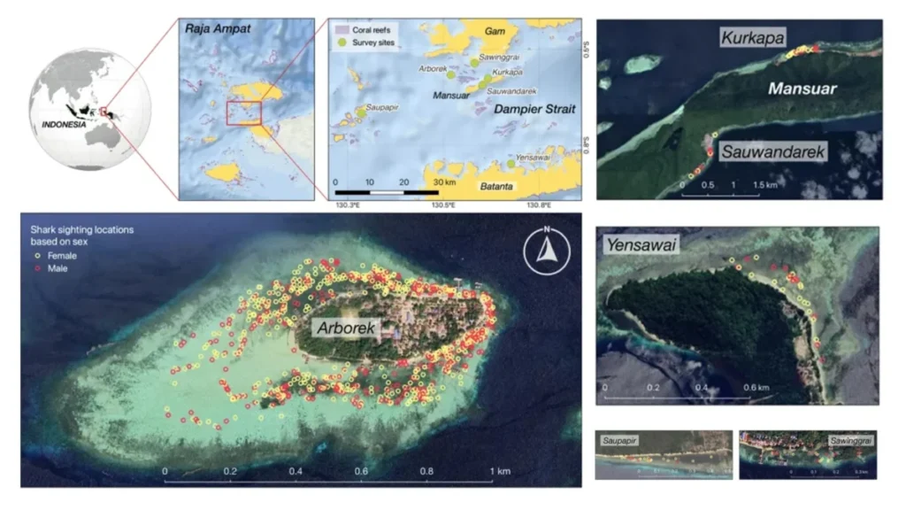 walking-sharks-of-raja-ampat-unveiling-the-worlds-highest-density-population-and-the-urgency-of-marine-conservation