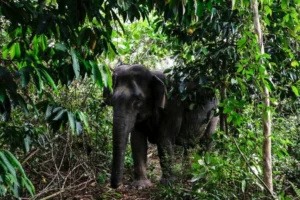 a-race-against-extinction-indonesias-strategic-blueprint-to-save-the-sumatran-elephant