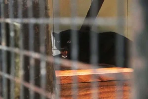 beyond-conservation-the-critical-role-of-specialized-veterinary-hospitals-in-wildlife-welfare