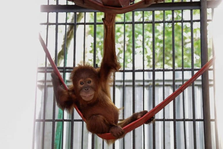 beyond-the-border-the-trafficking-crisis-revealed-by-the-discovery-of-five-orangutan-infants-in-odisha