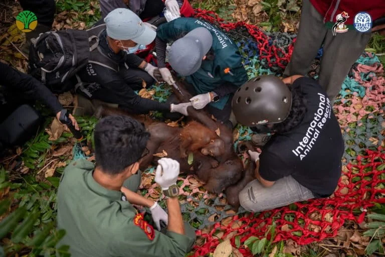 borneo-in-flames-the-silent-extinction-of-orangutans-amidst-unprecedented-forest-fires