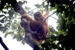 bridging-the-canopy-a-lifeline-for-the-tapanuli-orangutan-in-the-batang-toru-ecosystem