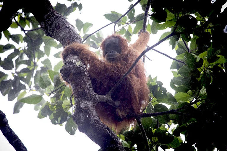 bridging-the-canopy-a-lifeline-for-the-tapanuli-orangutan-in-the-batang-toru-ecosystem