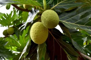 drought-resilience-in-the-face-of-climate-change-is-breadfruit-the-future-of-food-security