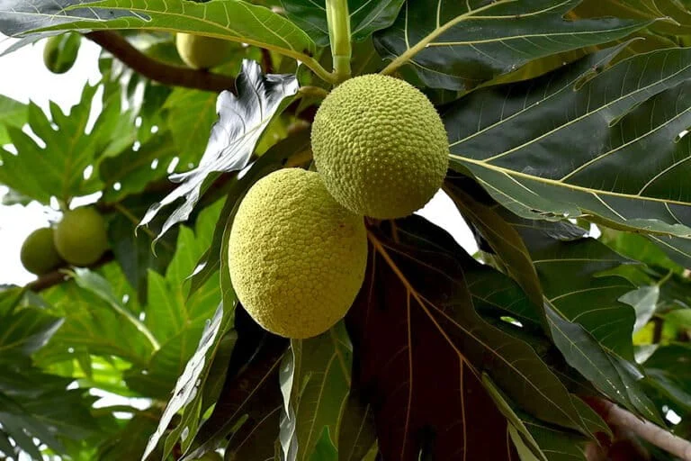 drought-resilience-in-the-face-of-climate-change-is-breadfruit-the-future-of-food-security
