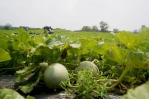 from-barren-sands-to-green-oasis-the-coastal-transformation-of-lembupurwo