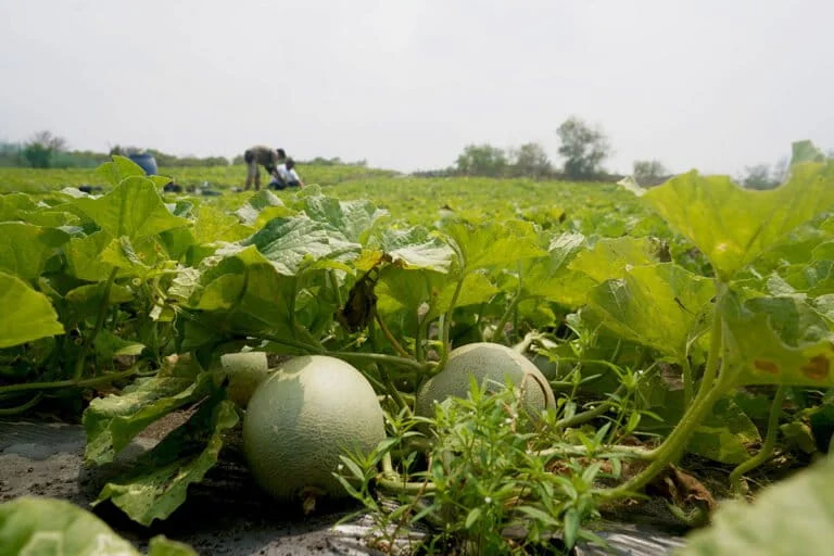 from-barren-sands-to-green-oasis-the-coastal-transformation-of-lembupurwo