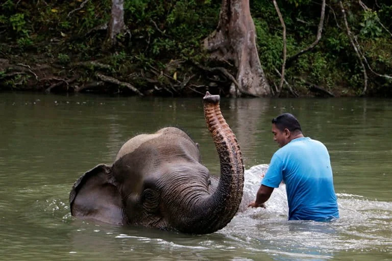 guardians-of-the-forest-how-malangs-inclusive-education-empowers-disability-communities-in-elephant-conservation