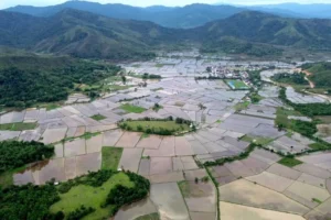 guardians-of-the-highlands-how-the-dayak-lundayeh-preserve-ancient-agriculture-in-the-heart-of-borneo