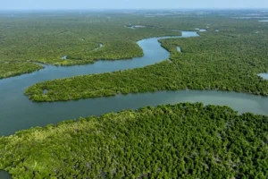 indonesia-revives-vision-for-world-mangrove-center-a-strategic-pivot-for-global-climate-resilience