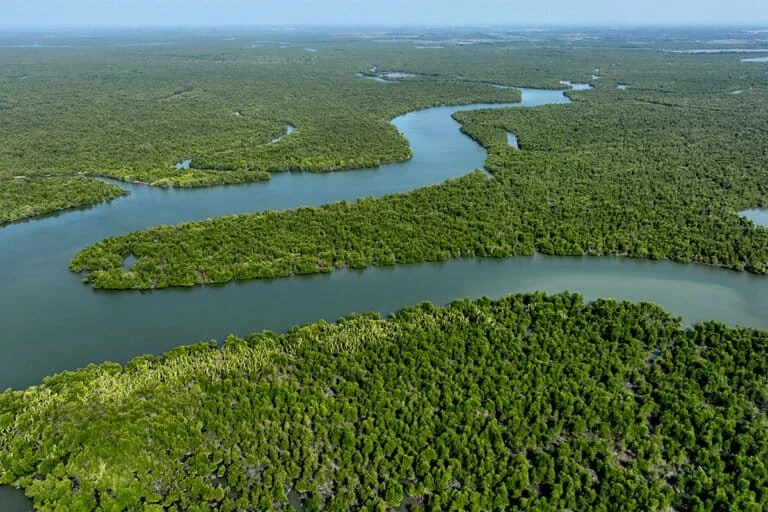 indonesia-revives-vision-for-world-mangrove-center-a-strategic-pivot-for-global-climate-resilience