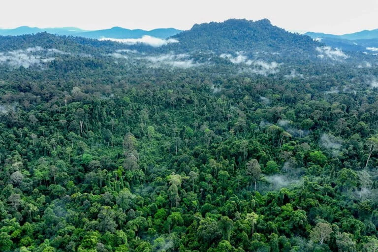 shadow-networks-unmasked-the-tragic-smuggling-of-five-orangutan-infants-to-india