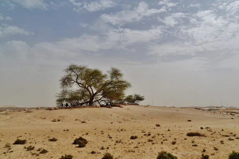 the-enigma-of-the-sands-unraveling-the-mystery-of-bahrains-tree-of-life