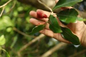 the-fading-fragrance-how-climate-change-is-silencing-the-clove-orchards-of-sabang