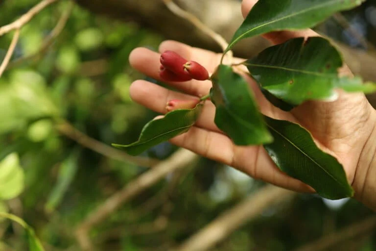 the-fading-fragrance-how-climate-change-is-silencing-the-clove-orchards-of-sabang