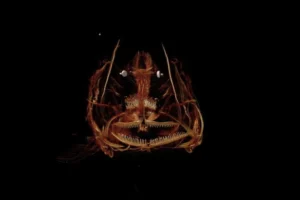 the-ghost-of-the-hadal-zone-unveiling-the-secrets-of-the-mariana-snailfish