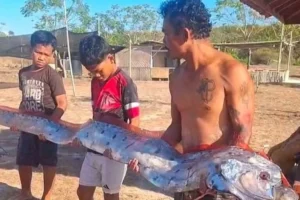 the-oarfish-phenomenon-separating-ancient-folklore-from-marine-reality-in-lombok