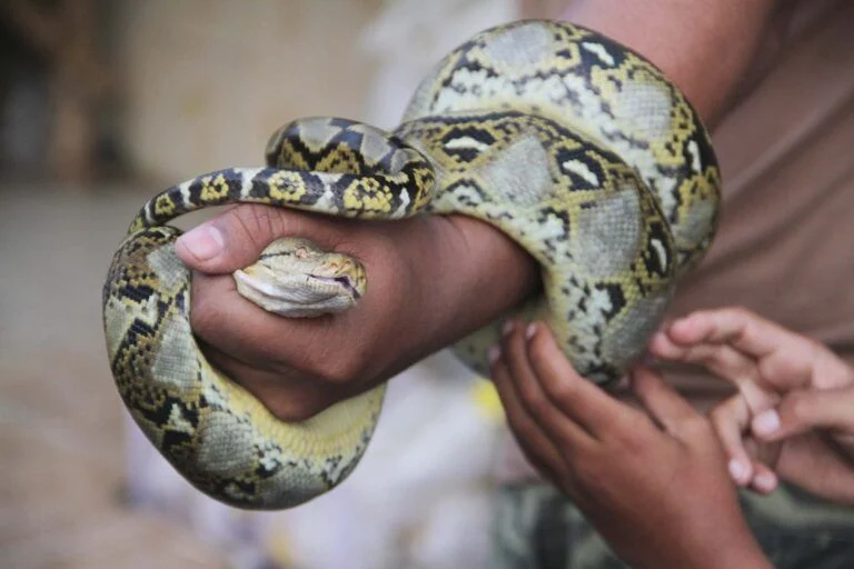 the-serpents-shadow-why-python-attacks-are-escalating-in-taliabus-shifting-landscapes