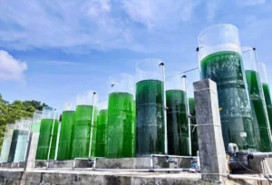 the-silent-crisis-beneath-the-surface-how-global-algal-blooms-threaten-marine-ecosystems-and-human-prosperity