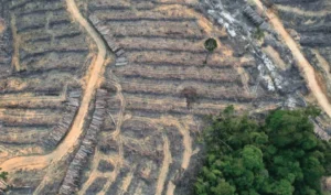 the-vanishing-canopy-indonesias-forest-crisis-and-the-high-cost-of-development