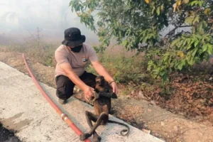 tragic-toll-forest-fires-decimate-endangered-bekantan-population-in-south-kalimantan