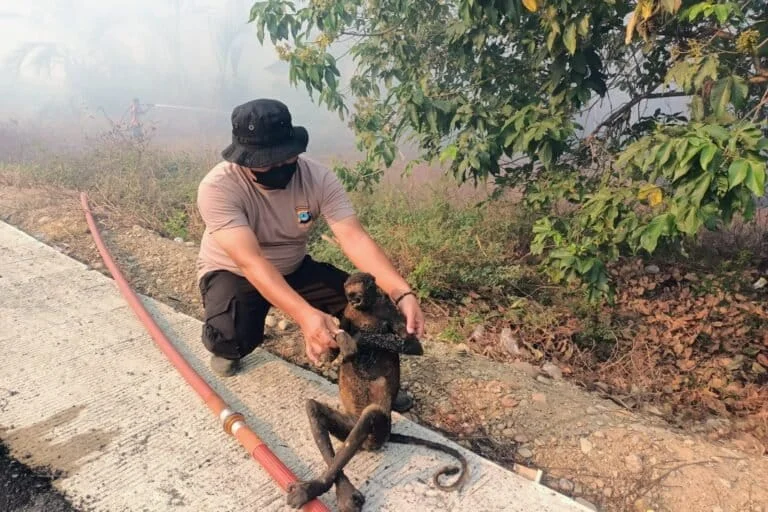 tragic-toll-forest-fires-decimate-endangered-bekantan-population-in-south-kalimantan