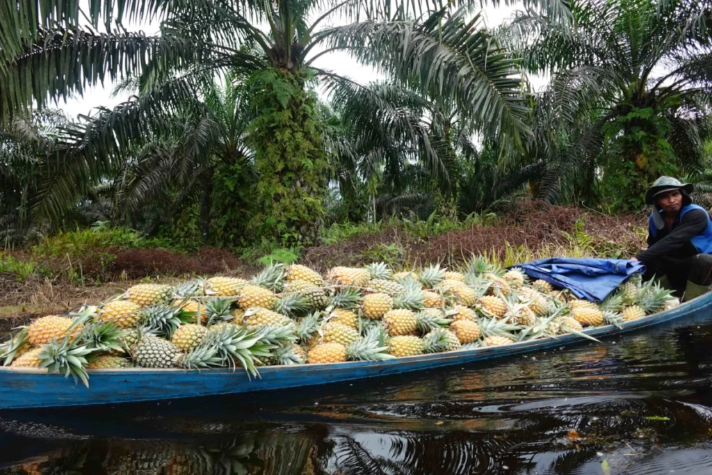 beyond-restoration-the-fragile-resilience-of-indonesias-mangroves-and-peatlands