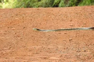 beyond-the-sun-unraveling-the-enigmatic-behavior-of-the-celebes-black-tailed-ratsnake